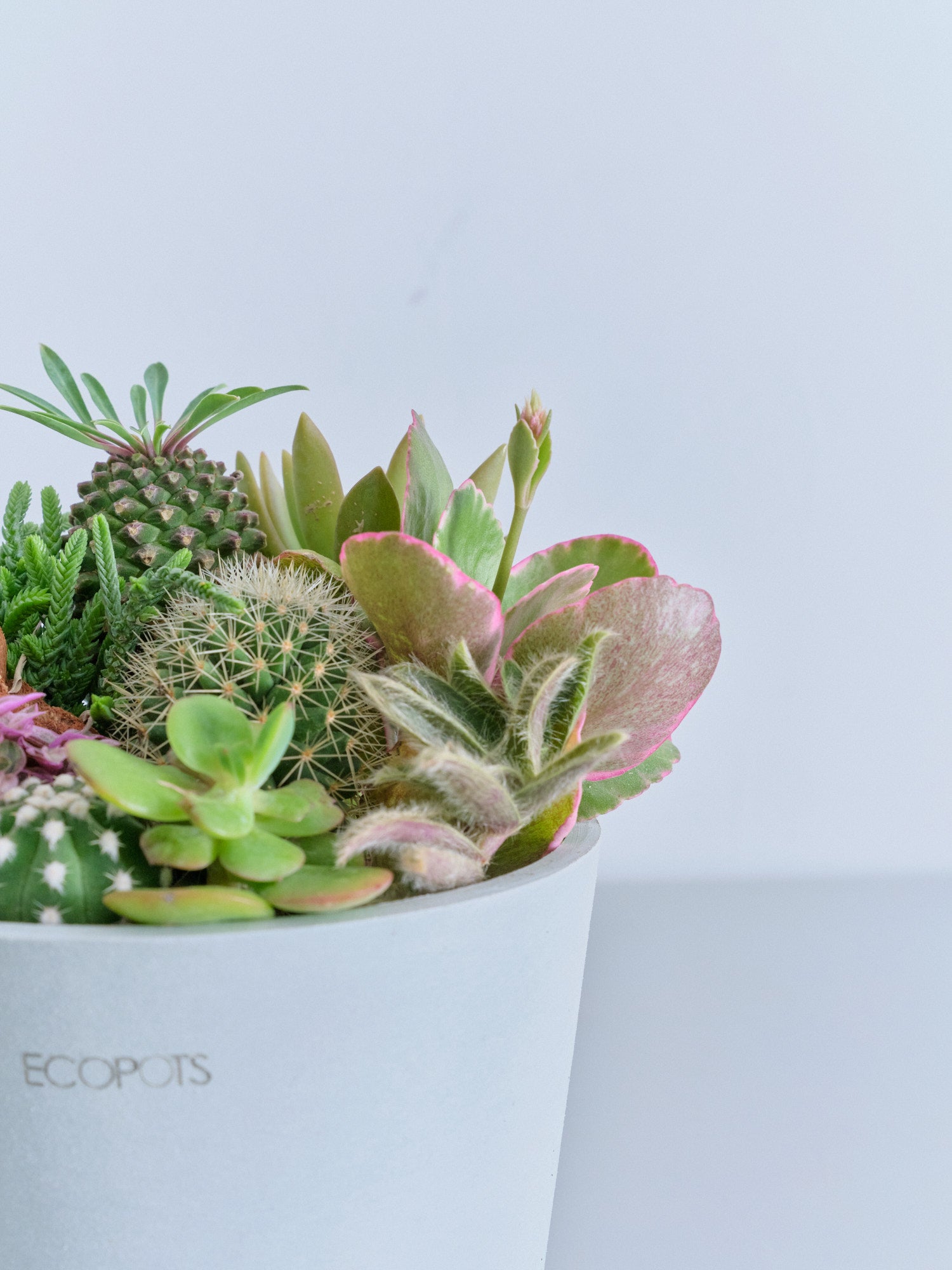 多肉植物とサボテンの寄せ植え Table-M | 観葉植物の通販 AND PLANTS