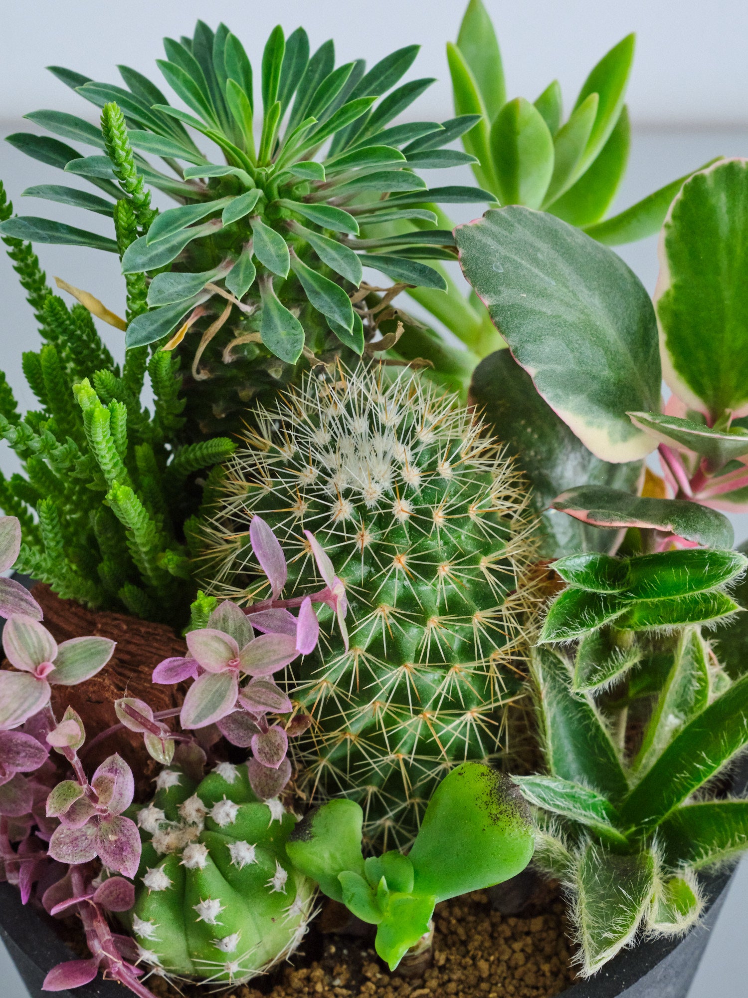 多肉植物 寄せ植え サボテン付き 多肉植物とサボテンの寄せ植え Table-M | 観葉植物の通販 AND PLANTS