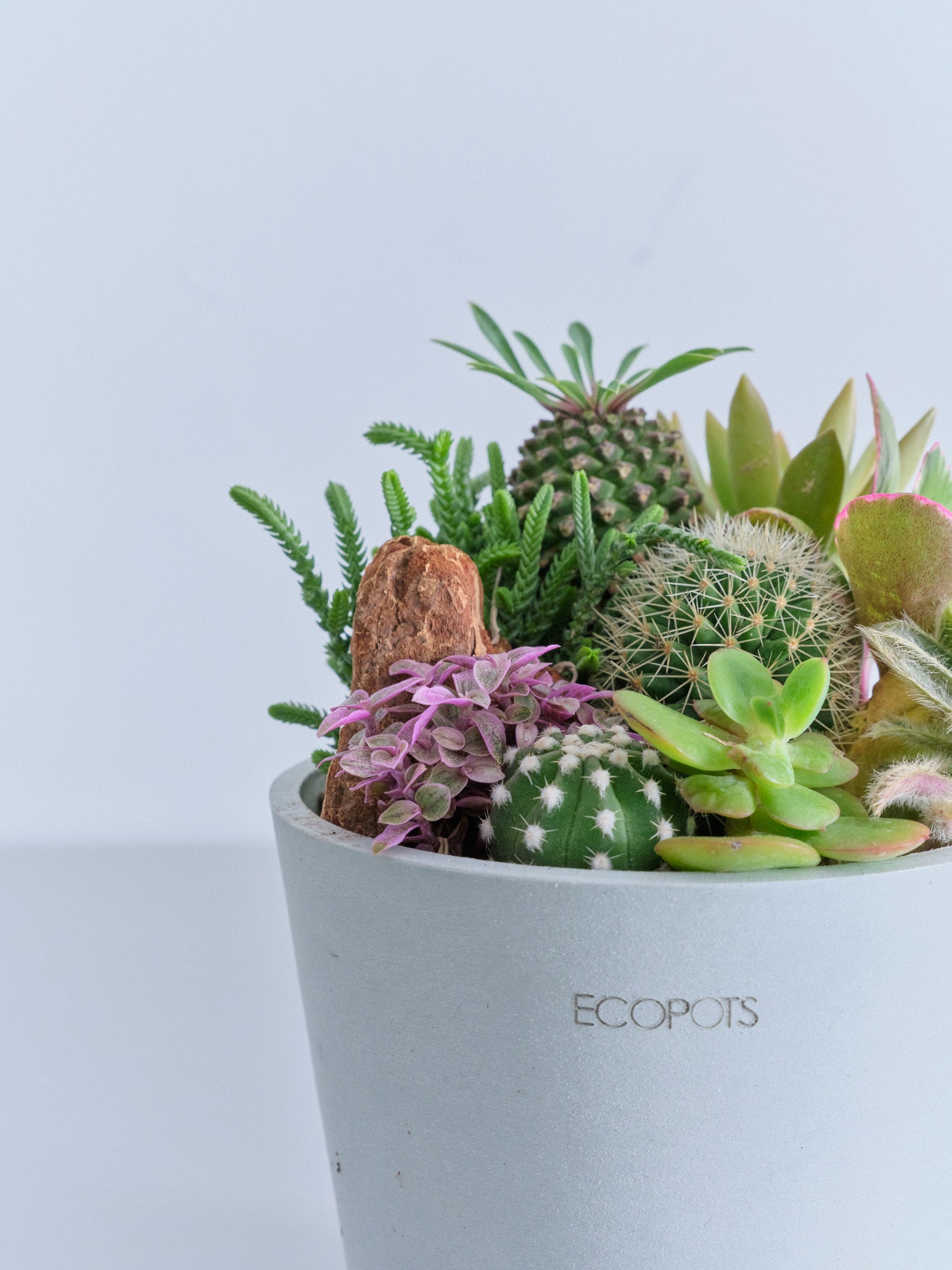 多肉植物とサボテンの寄せ植え Table-M | 観葉植物の通販 AND PLANTS