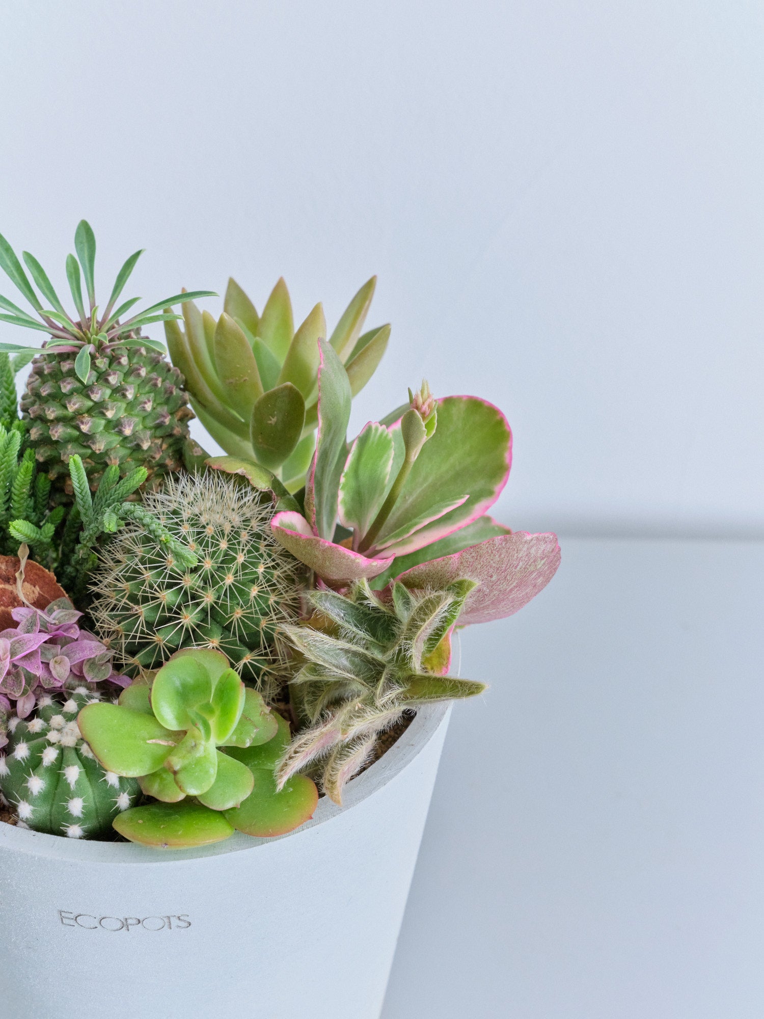 多肉植物 寄せ植え サボテン付き ea47b2f71cfb79b3f0f68f7b9de305