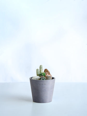 サボテンの寄せ植え Table-S