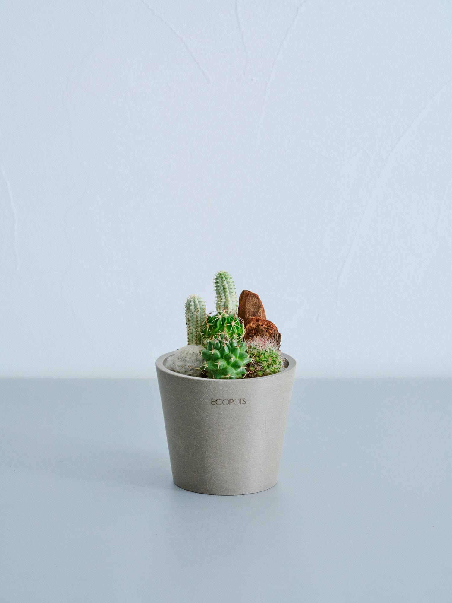 サボテンの寄せ植え Table-S | 観葉植物の通販 AND PLANTS (アンド