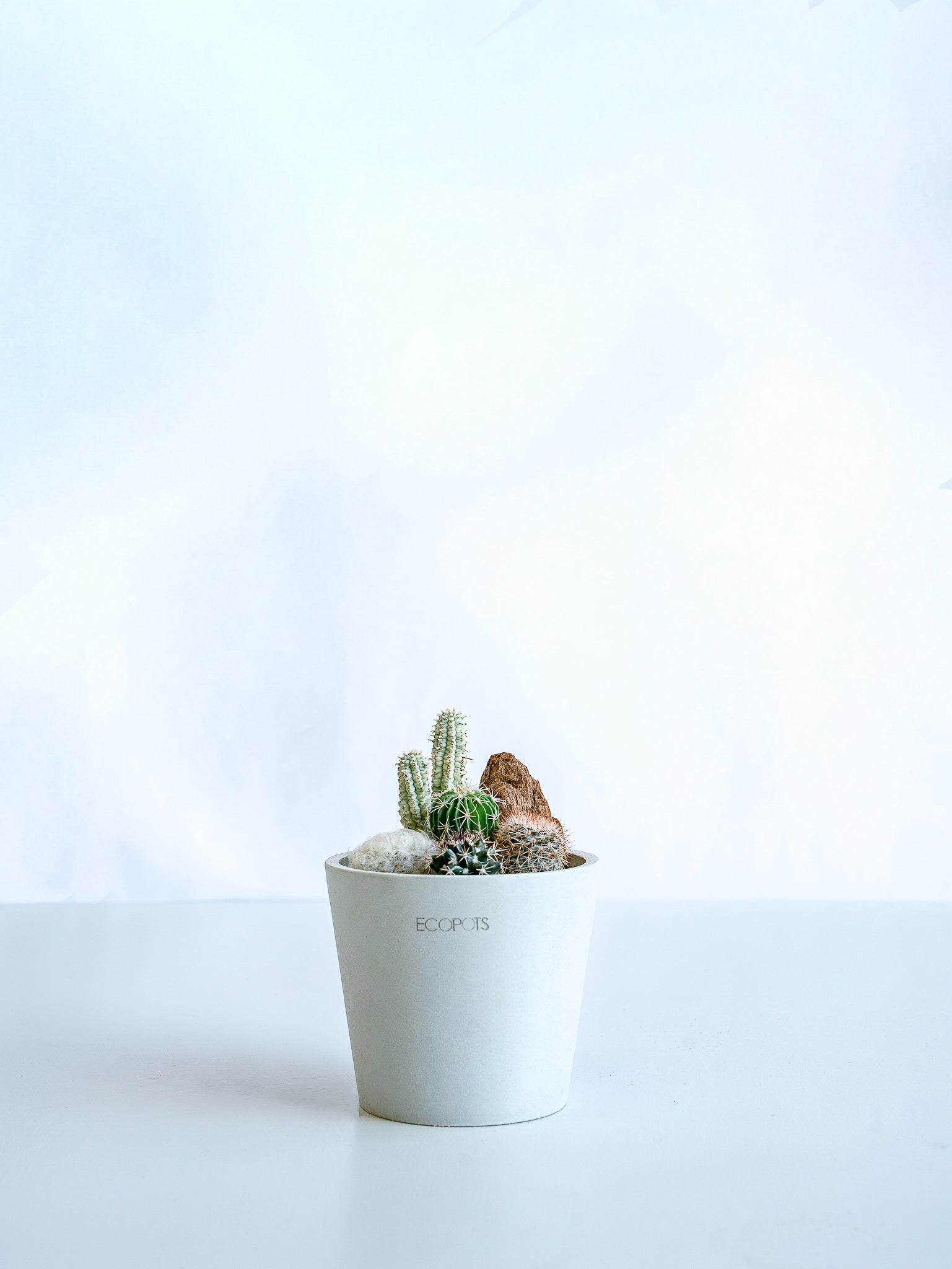 サボテン 寄せ植え テスト サボテン 寄せ植え テスト - メルカリ