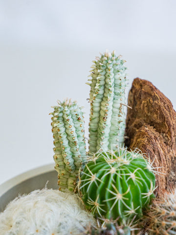 サボテンの寄せ植え Table-S