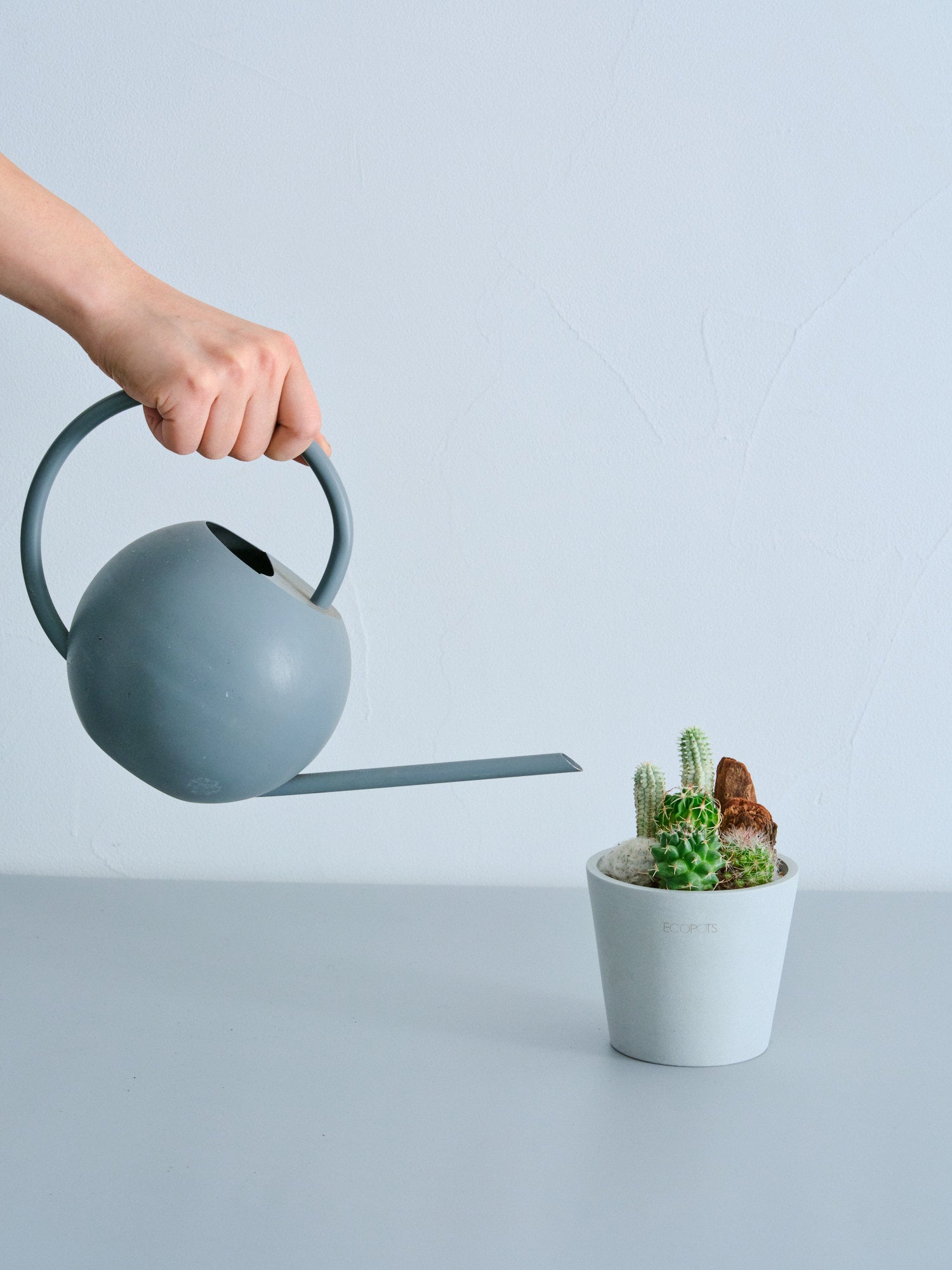 サボテンの寄せ植え Table-S | 観葉植物の通販 AND PLANTS (アンド