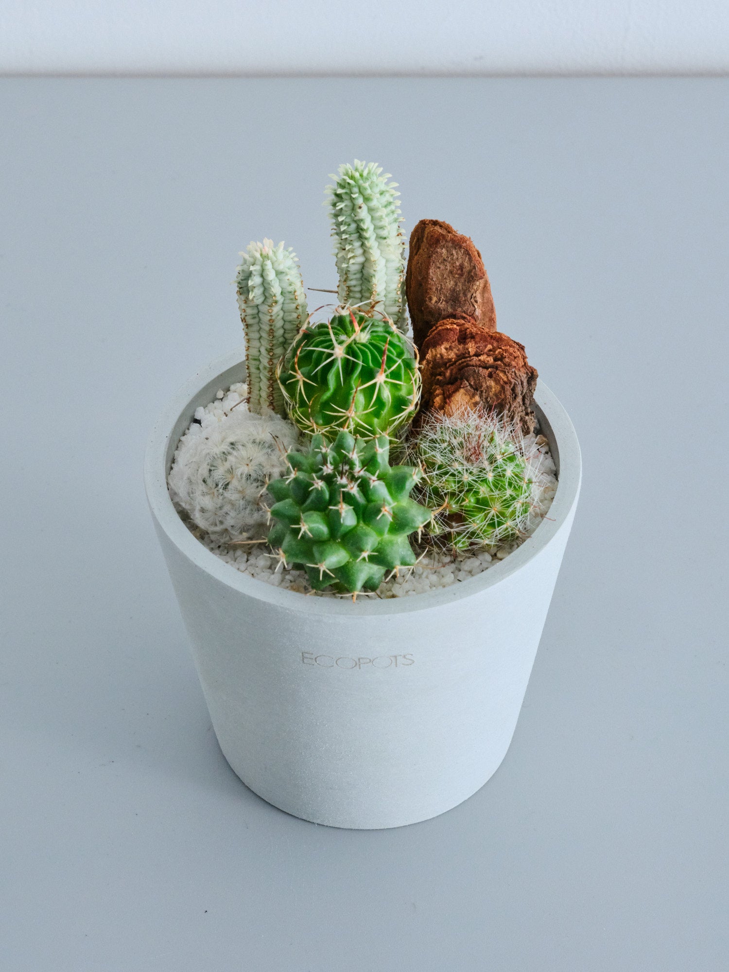 サボテンの寄せ植え Table-S | 観葉植物の通販 AND PLANTS (アンド