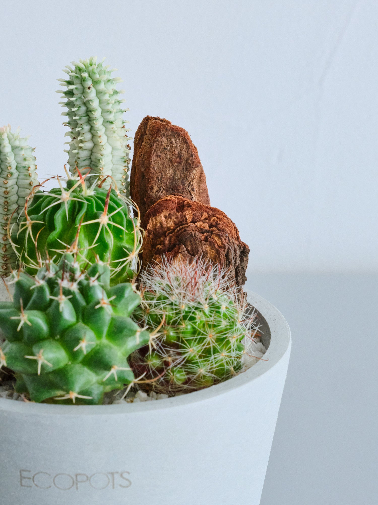 サボテンの寄せ植え Table-S | 観葉植物の通販 AND PLANTS (アンド