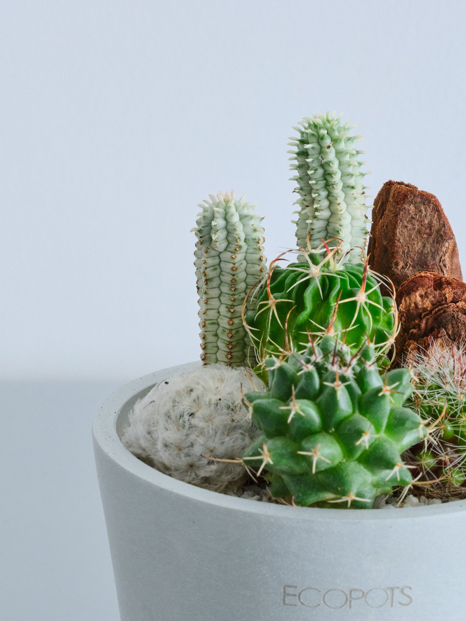 サボテンの寄せ植え Table-S | 観葉植物の通販 AND PLANTS (アンド