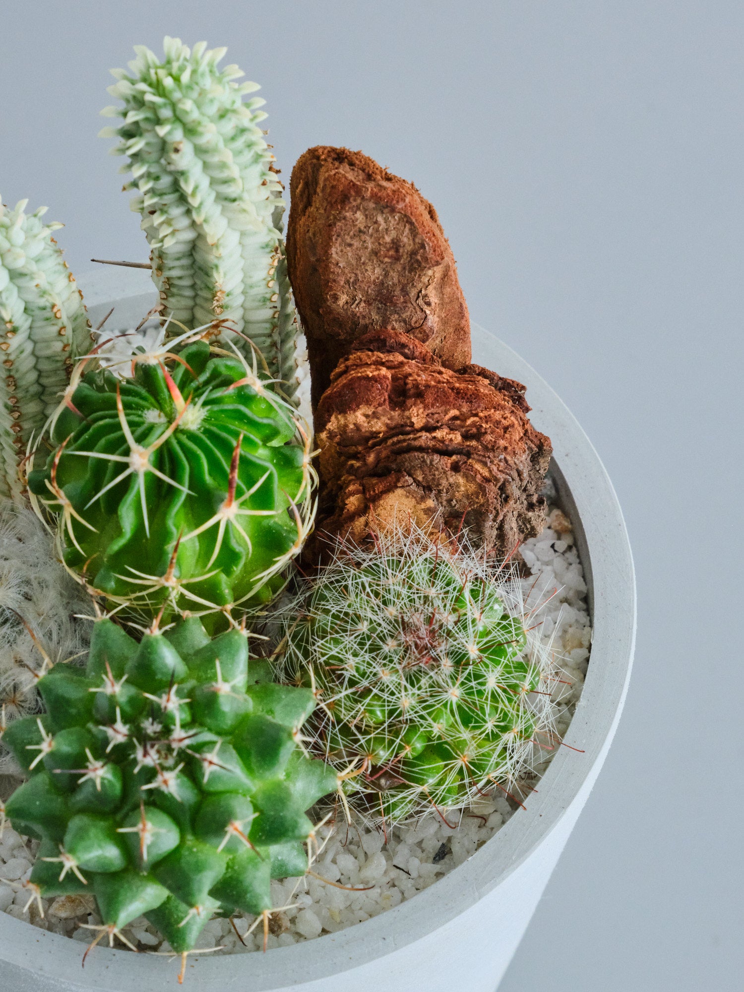 サボテンの寄せ植え Table-S | 観葉植物の通販 AND PLANTS (アンド