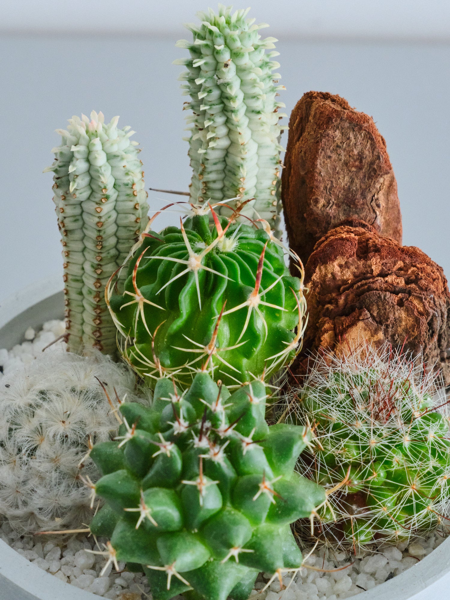 サボテンの寄せ植え Table-S | 観葉植物の通販 AND PLANTS (アンド