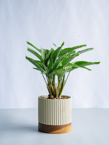 【一点もの】カラテア・ビッタタ Table-M