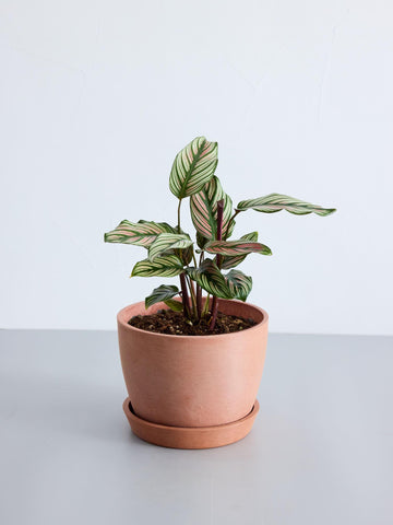 カラテア・ホワイトスター Table-L