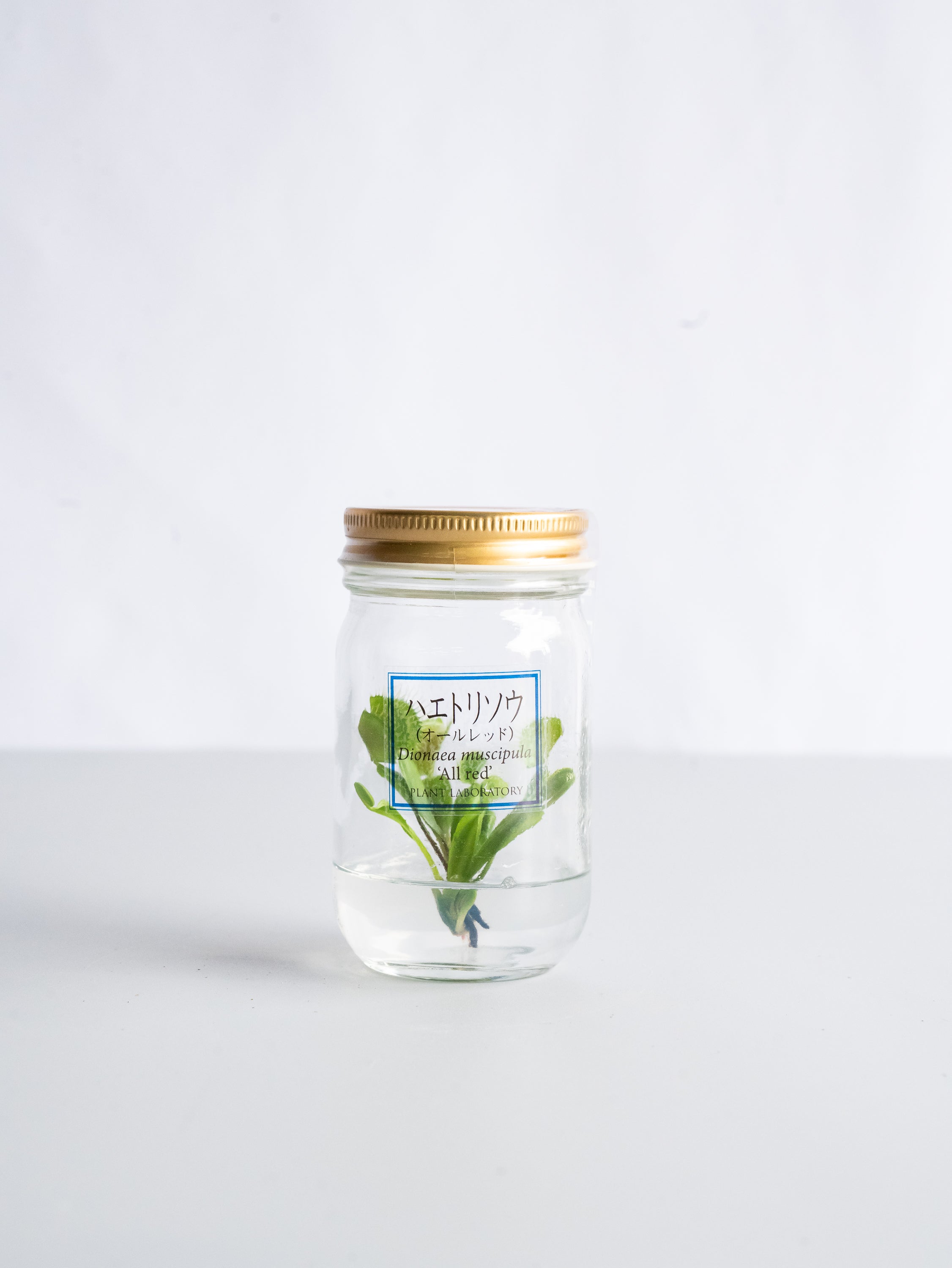 【一点もの】食虫植物ボトル ハエトリソウ #1