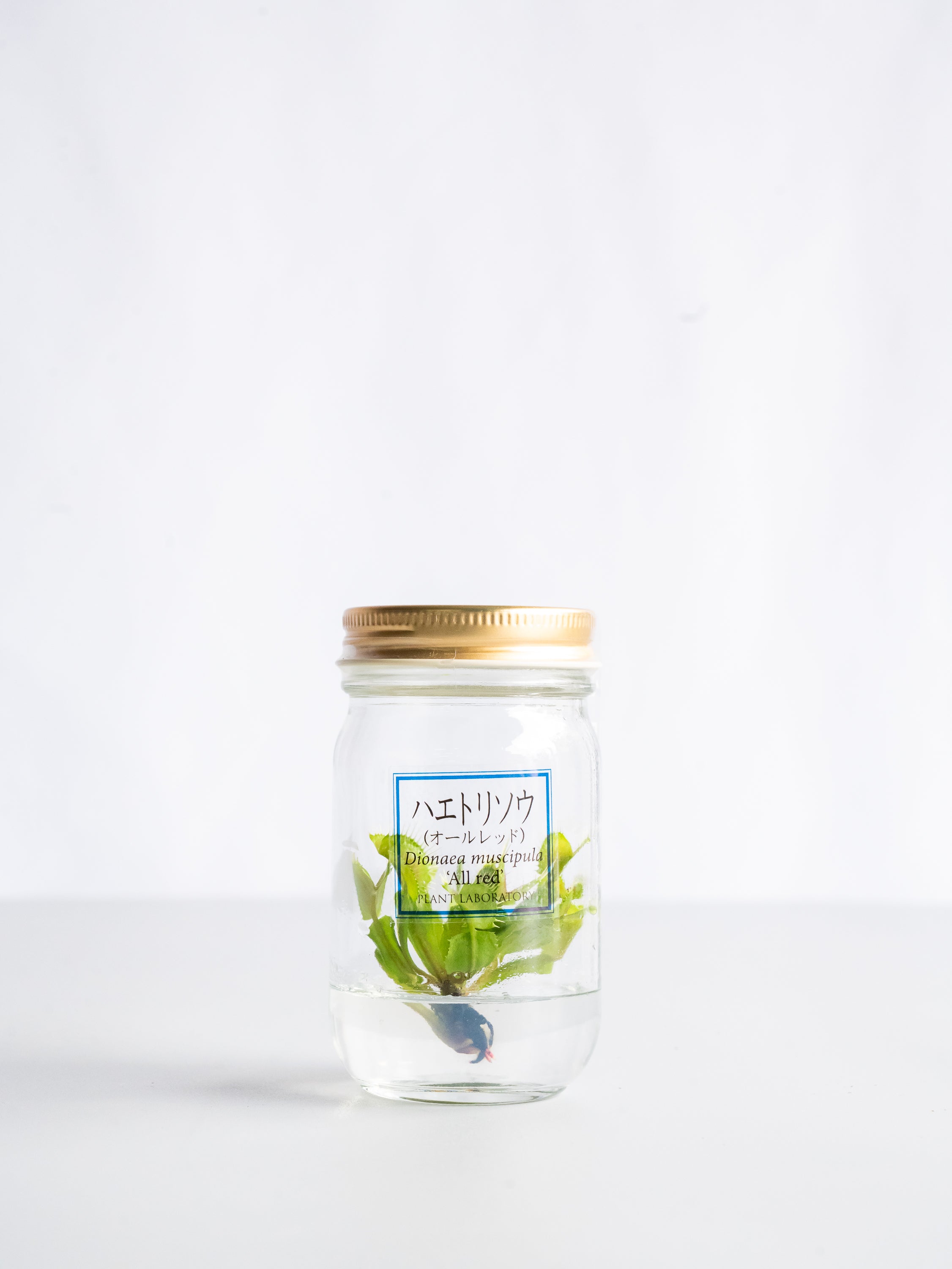 【一点もの】食虫植物ボトル ハエトリソウ #3