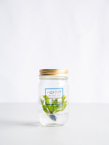 【一点もの】食虫植物ボトル ハエトリソウ #3