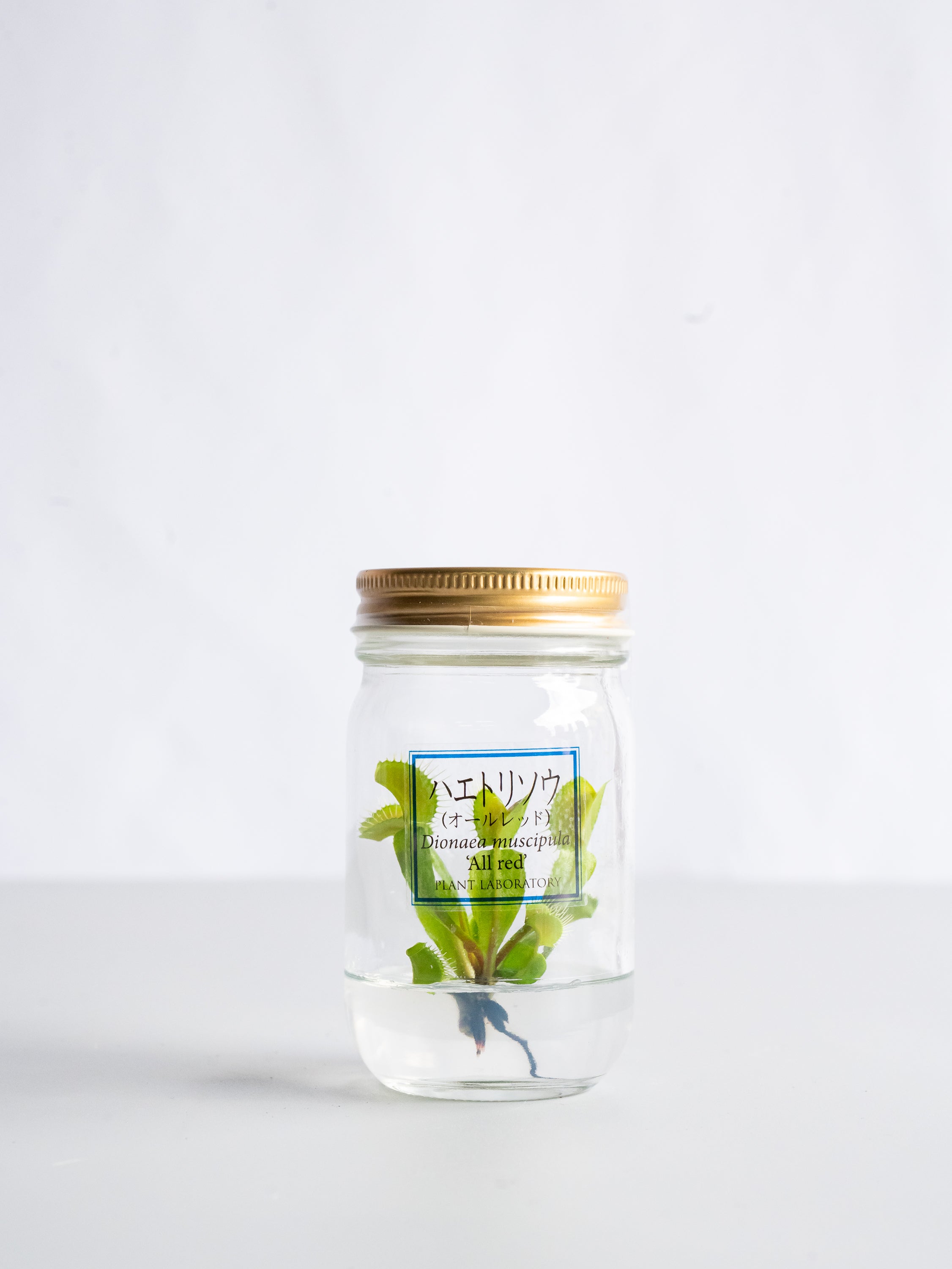 【一点もの】食虫植物ボトル ハエトリソウ #2