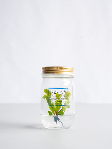 【一点もの】食虫植物ボトル ハエトリソウ #2