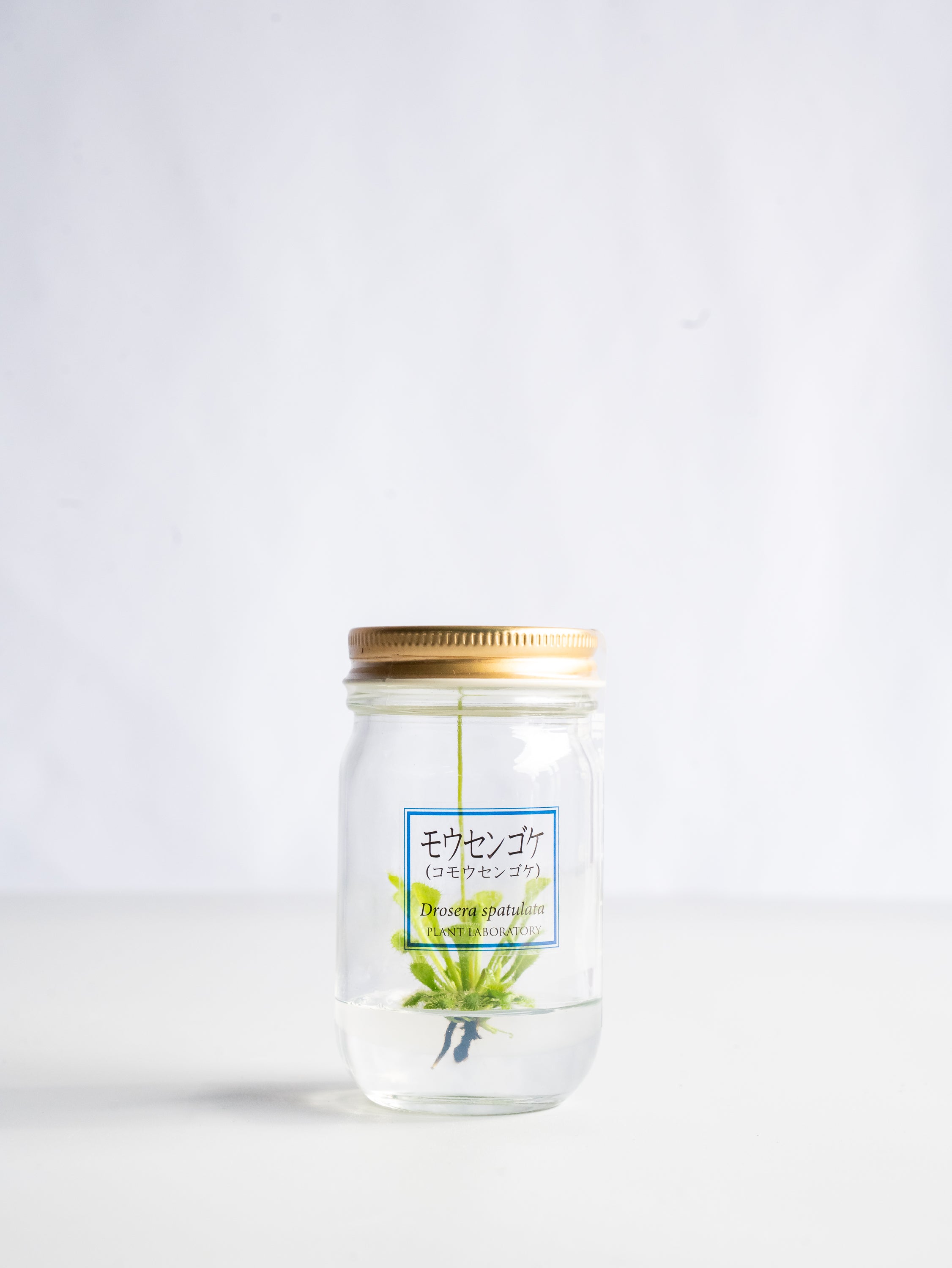 【一点もの】食虫植物ボトル モウセンゴケ #3