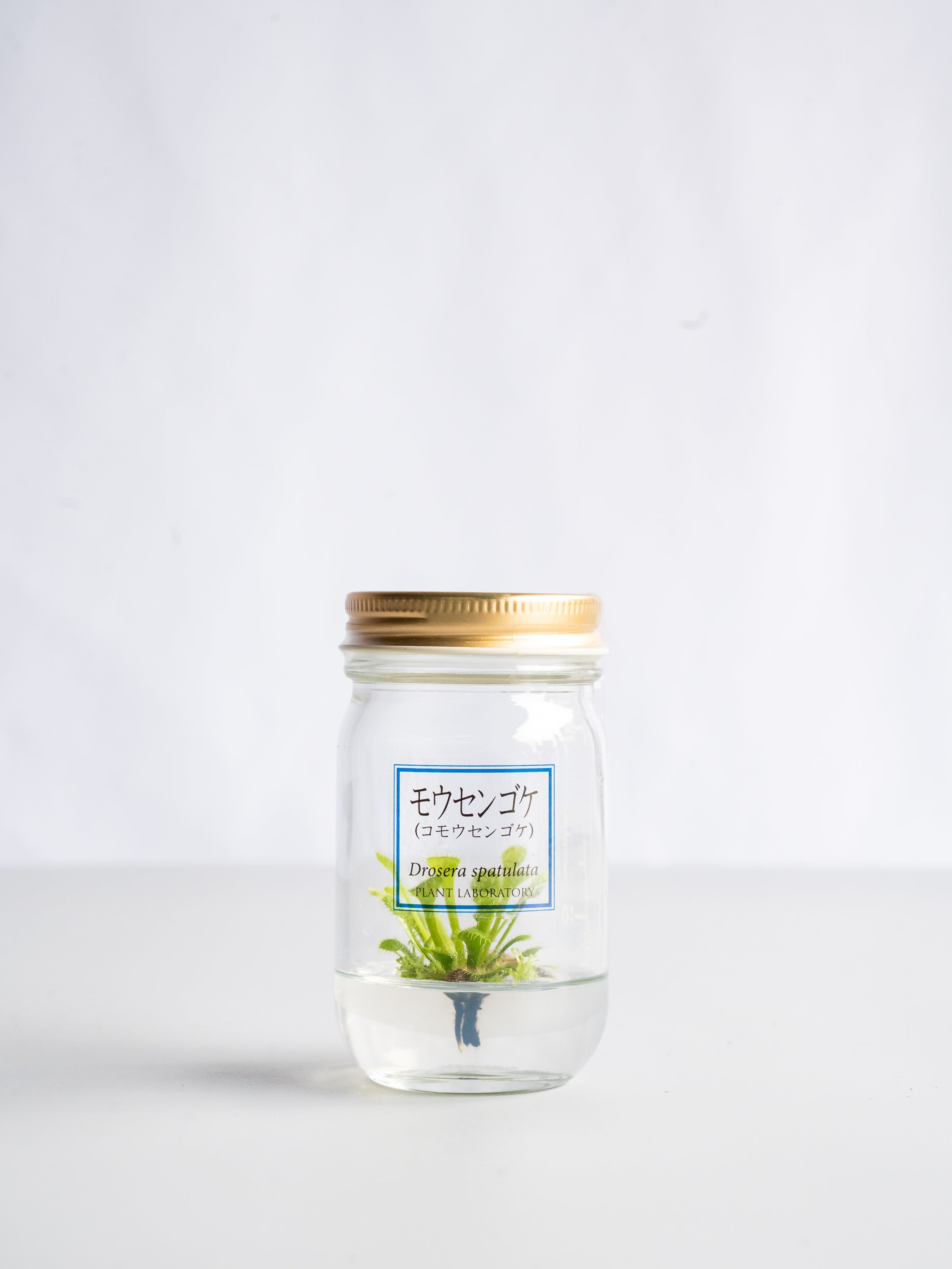【一点もの】食虫植物ボトル モウセンゴケ #1