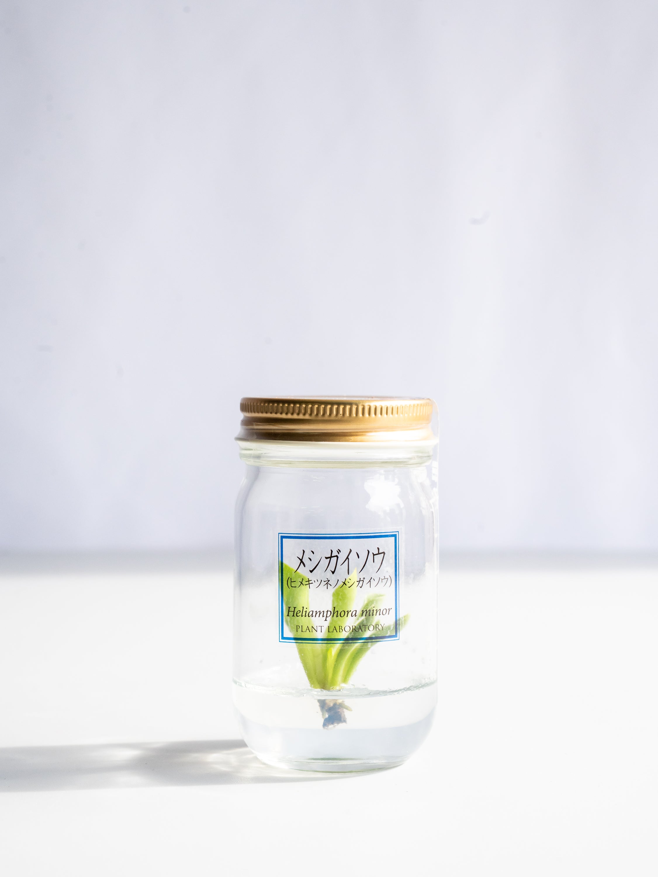 【一点もの】食虫植物ボトル メシガイソウ #3