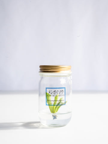 【一点もの】食虫植物ボトル メシガイソウ #3