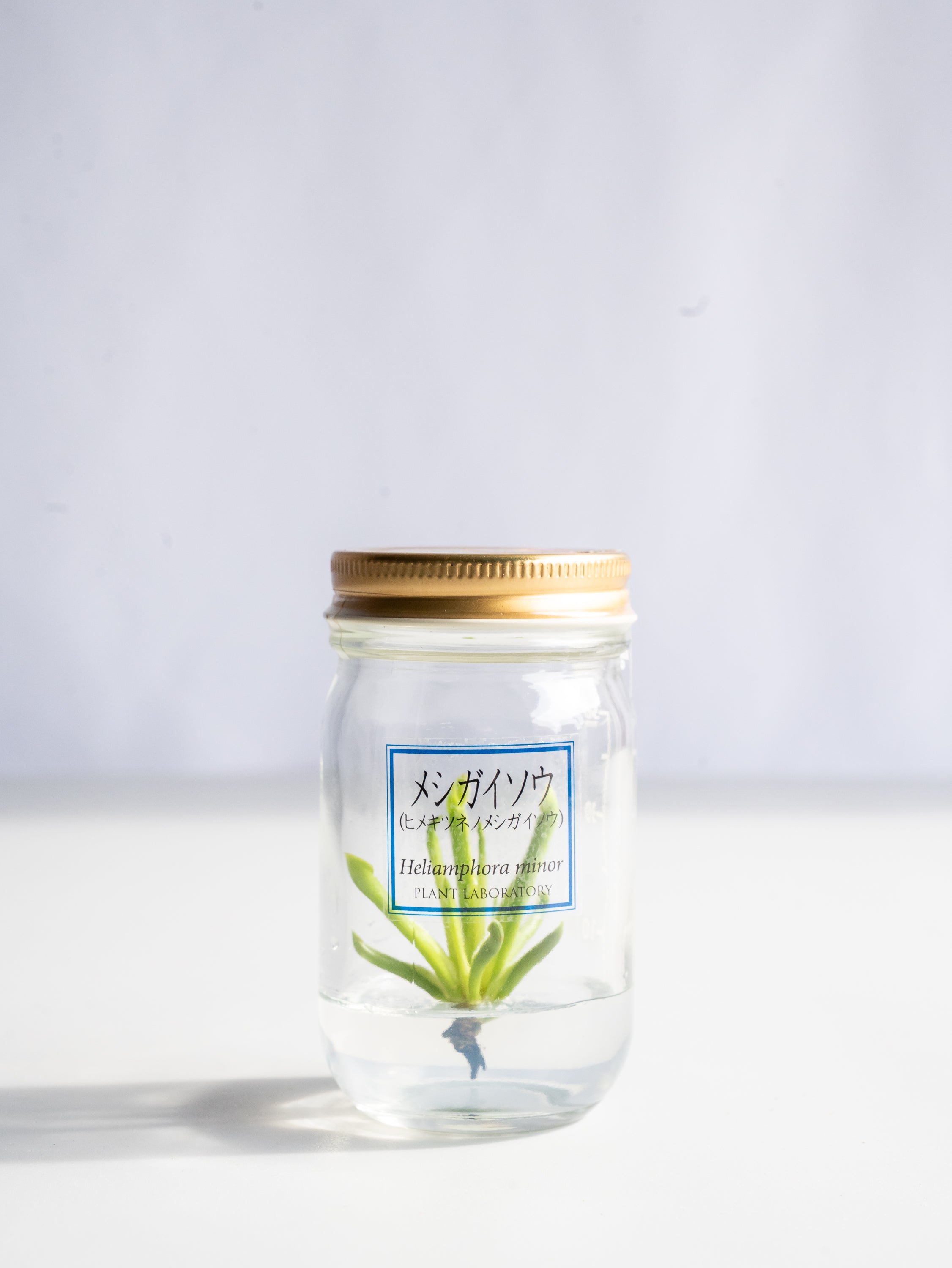 【一点もの】食虫植物ボトル メシガイソウ #2