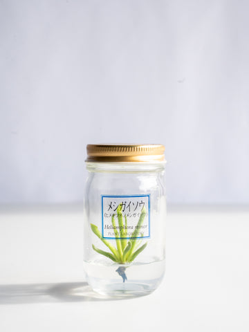 【一点もの】食虫植物ボトル メシガイソウ #2