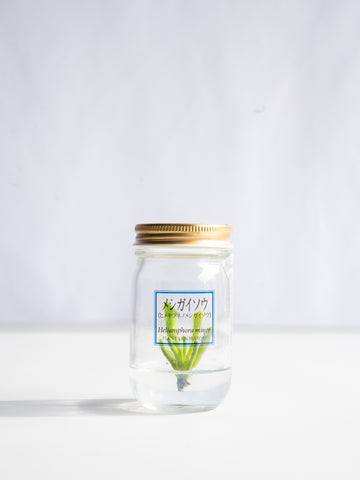 【一点もの】食虫植物ボトル メシガイソウ #1