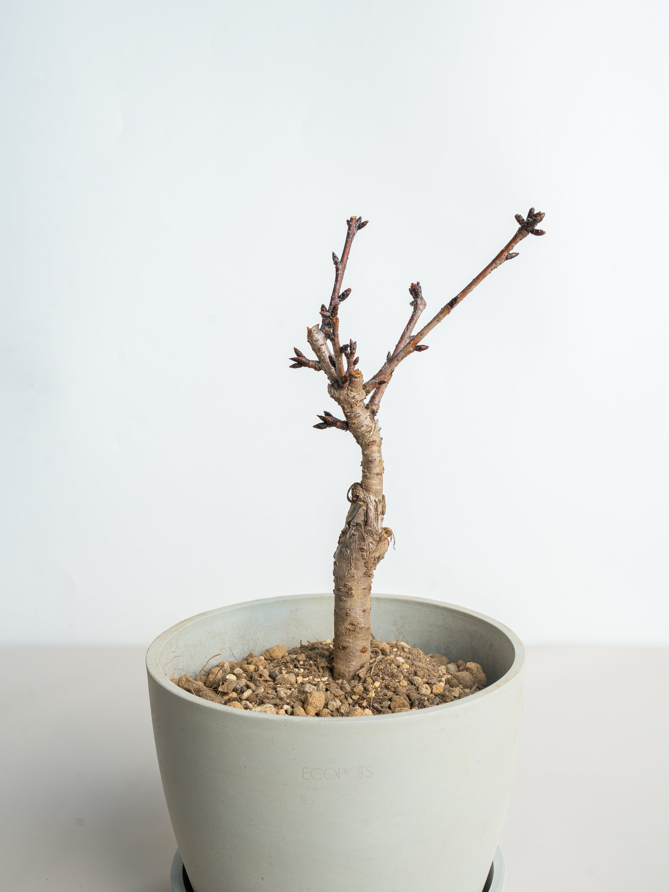 サクラ Table-L | 観葉植物の通販 AND PLANTS (アンドプランツ)