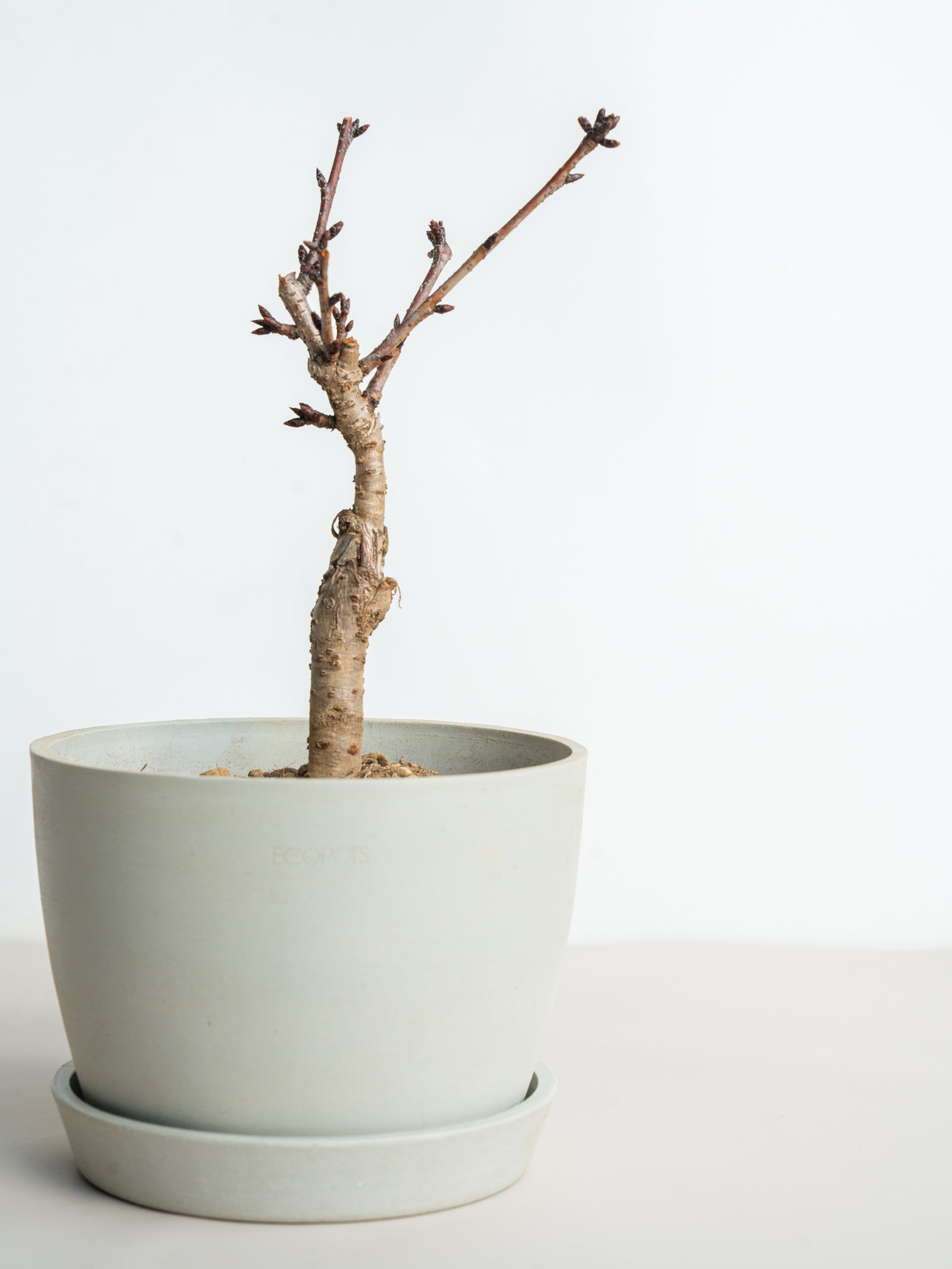 サクラ Table-L | 観葉植物の通販 AND PLANTS (アンドプランツ)