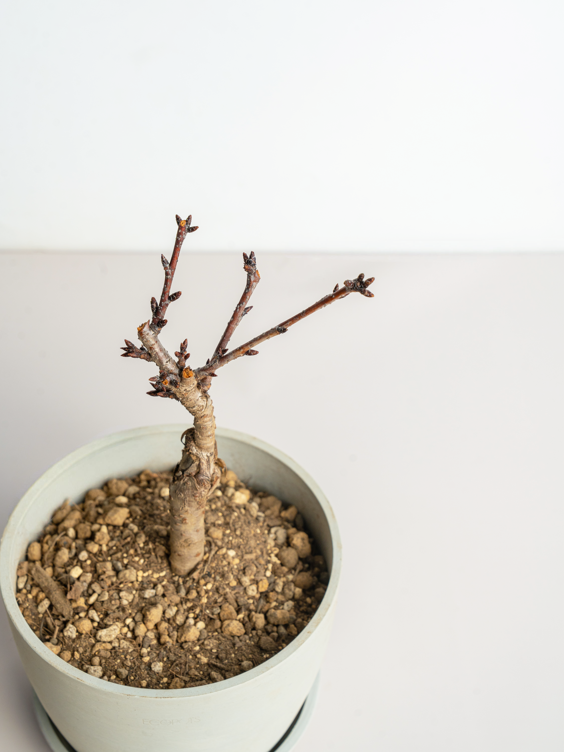 サクラ Table-L | 観葉植物の通販 AND PLANTS (アンドプランツ)