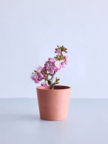 サクラ Table-M