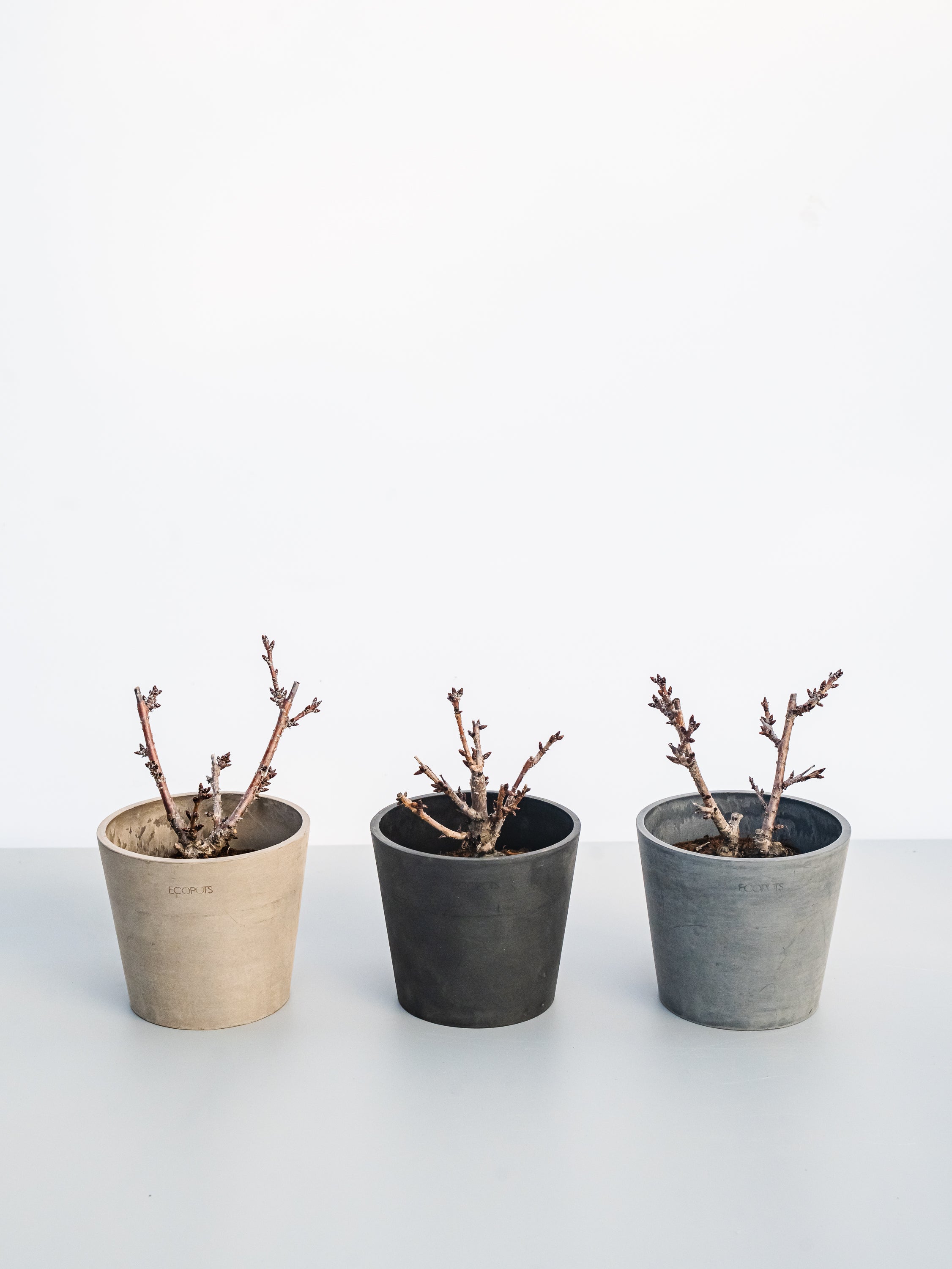 サクラ Table-M | 観葉植物の通販 AND PLANTS (アンドプランツ)