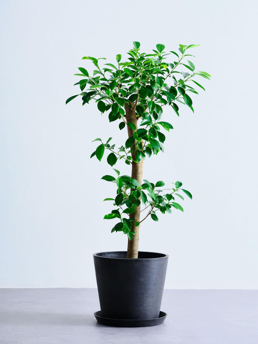 ガジュマル 大型 | 観葉植物の通販 AND PLANTS (アンドプランツ)