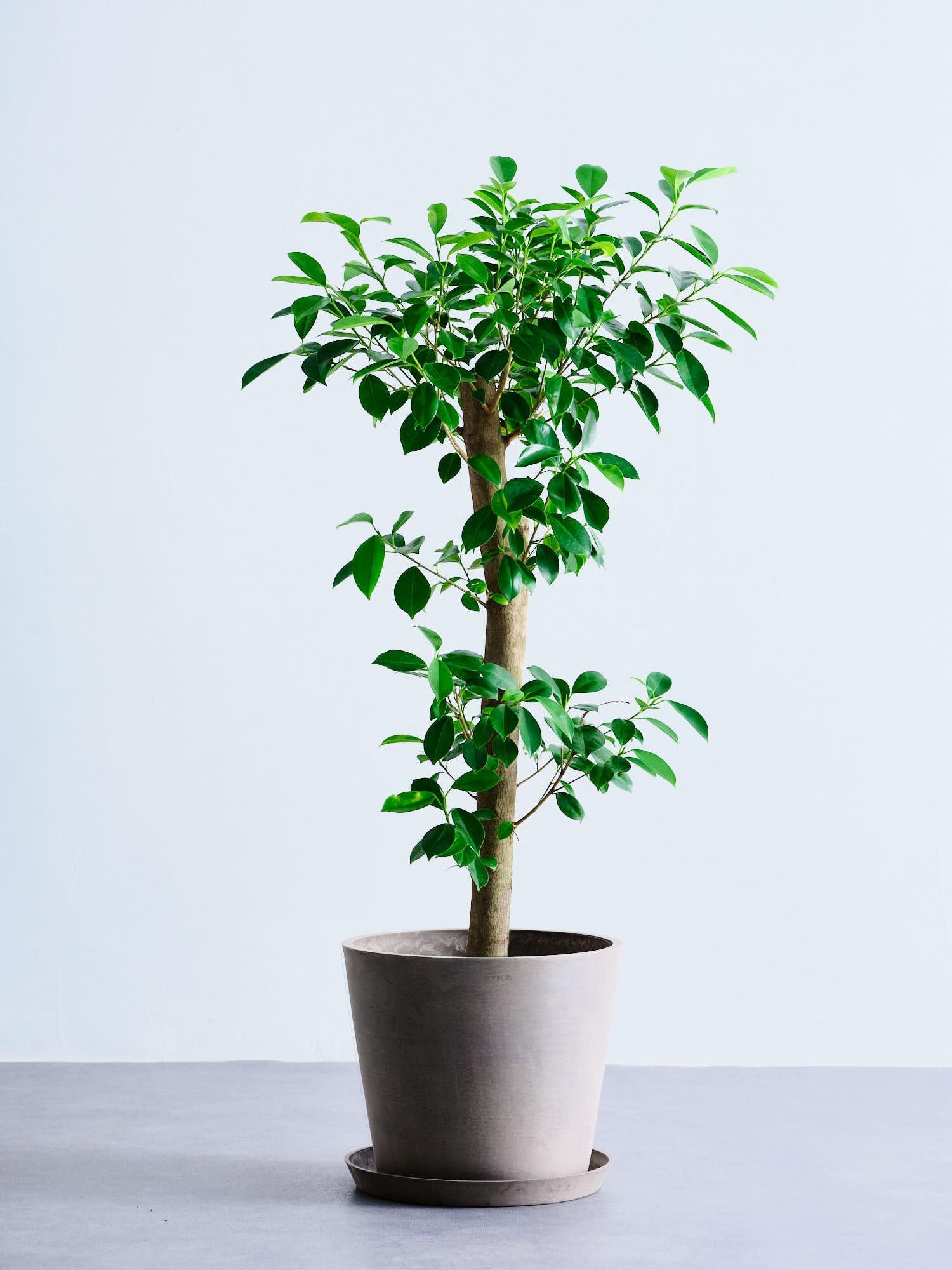 ガジュマル L | 観葉植物の通販 AND PLANTS (アンドプランツ)