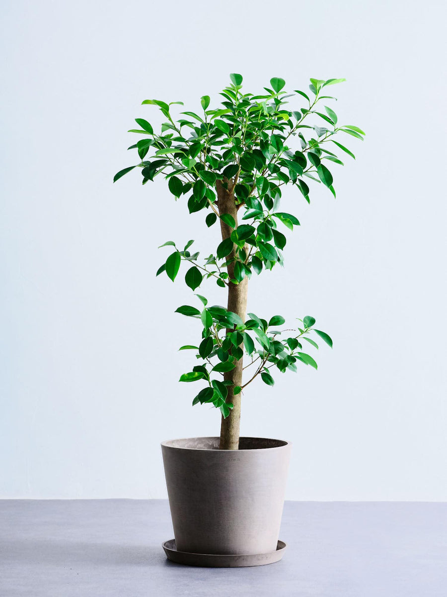 ガジュマル 大型 | 観葉植物の通販 AND PLANTS (アンドプランツ)