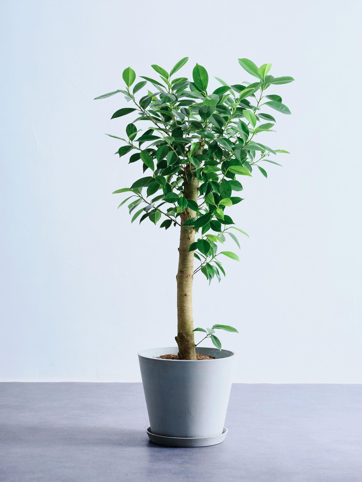 ガジュマル M | 観葉植物の通販 AND PLANTS (アンドプランツ)