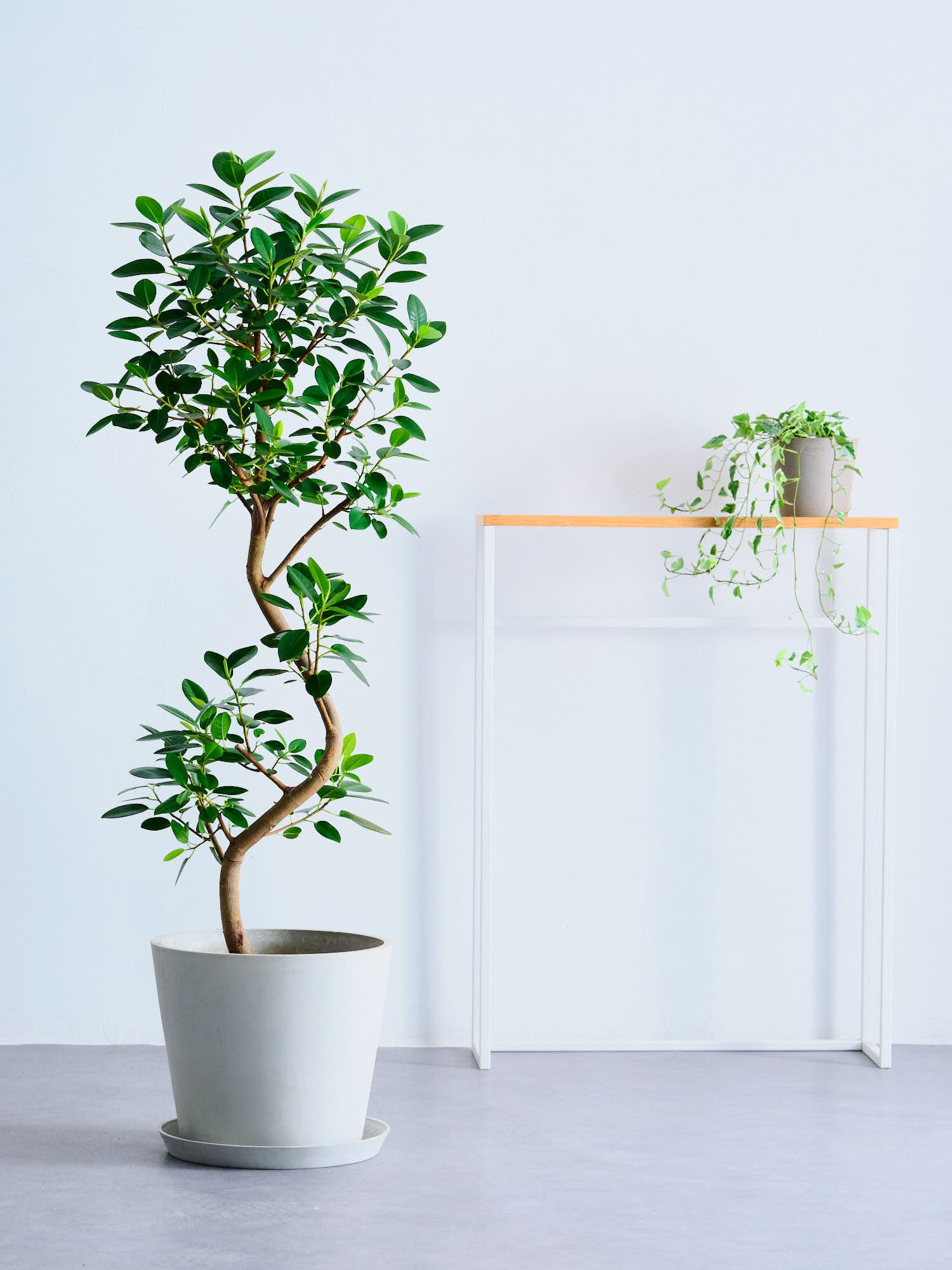 フランスゴムの木 まがり L | 観葉植物の通販 AND PLANTS (アンドプランツ)