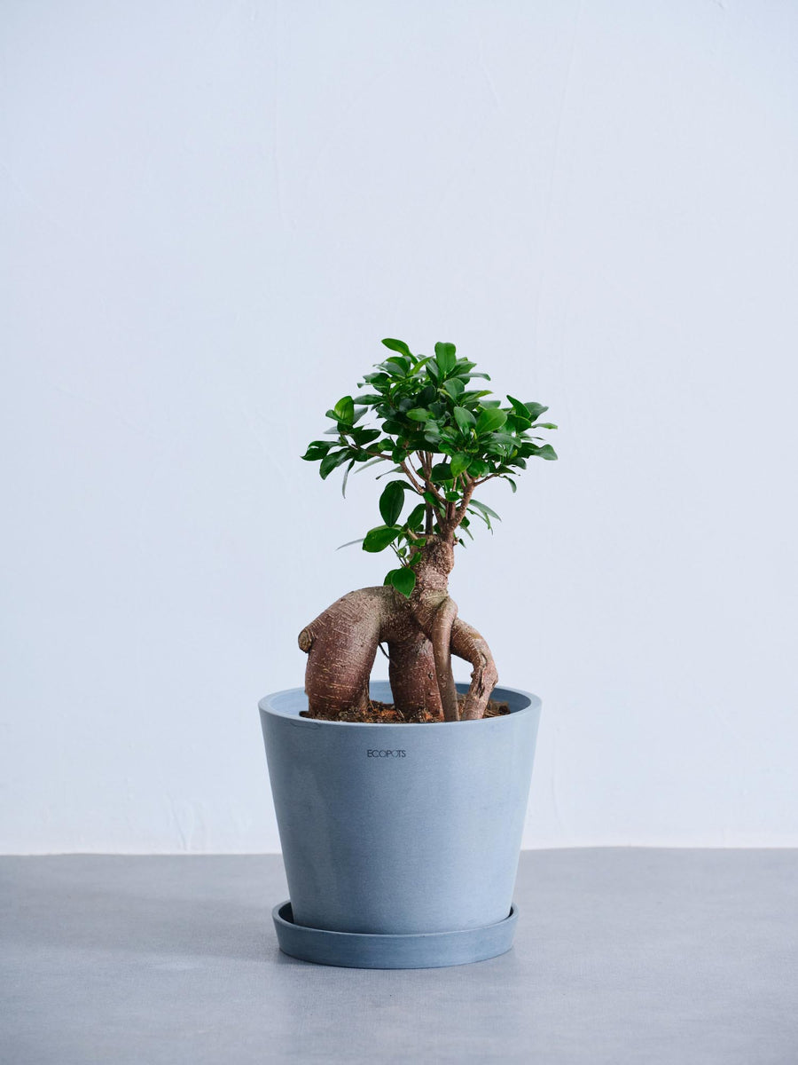 ガジュマル 6号 | 観葉植物の通販 AND PLANTS (アンドプランツ)