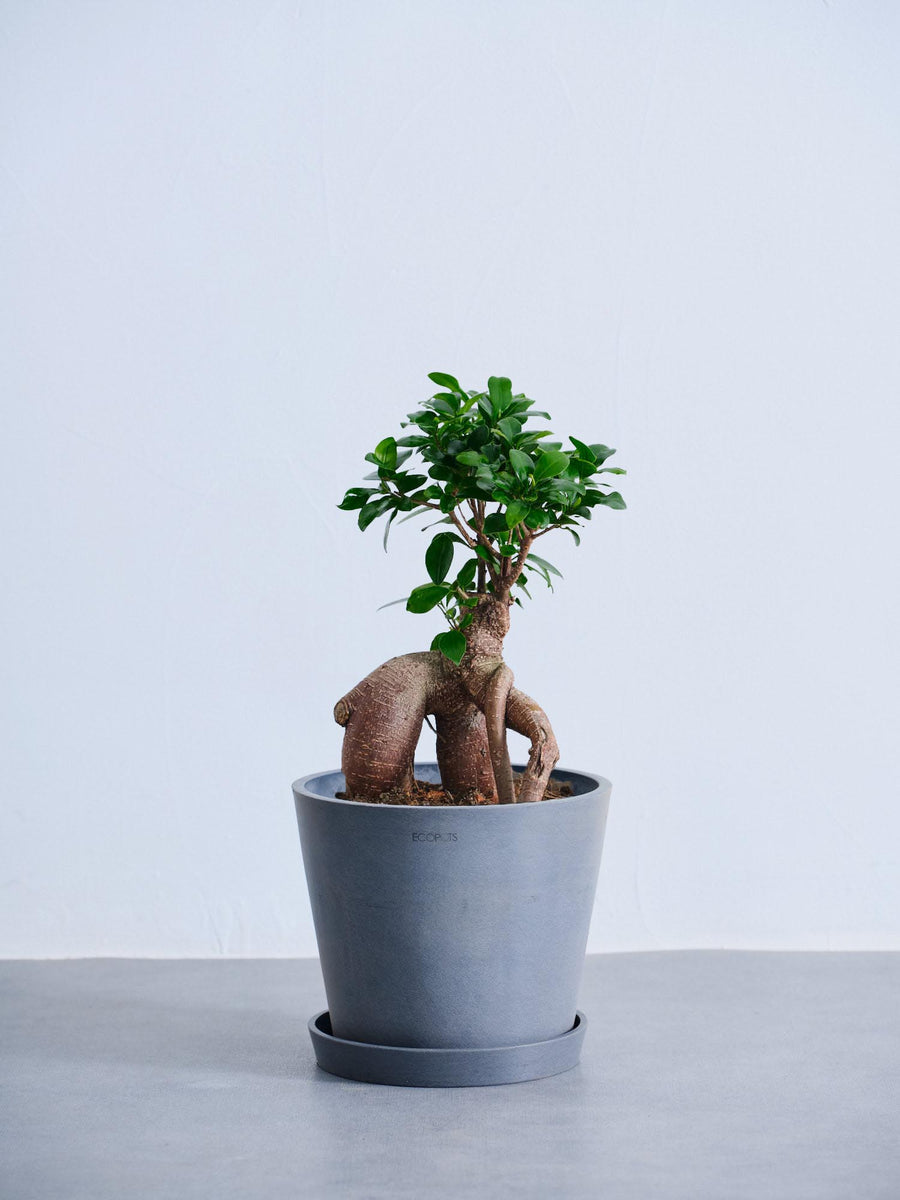 ガジュマル 6号 | 観葉植物の通販 AND PLANTS (アンドプランツ)