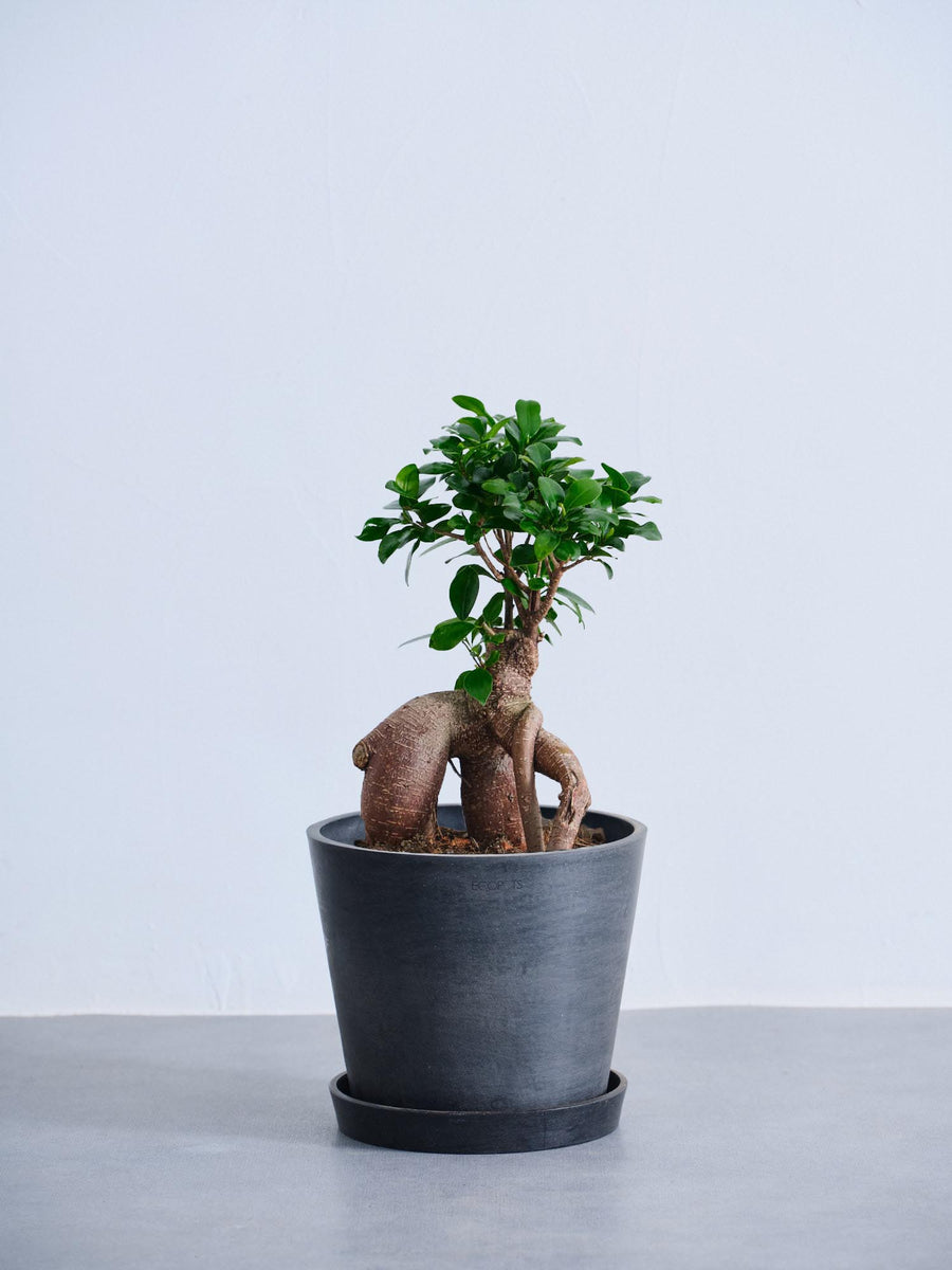 ガジュマル 6号 | 観葉植物の通販 AND PLANTS (アンドプランツ)