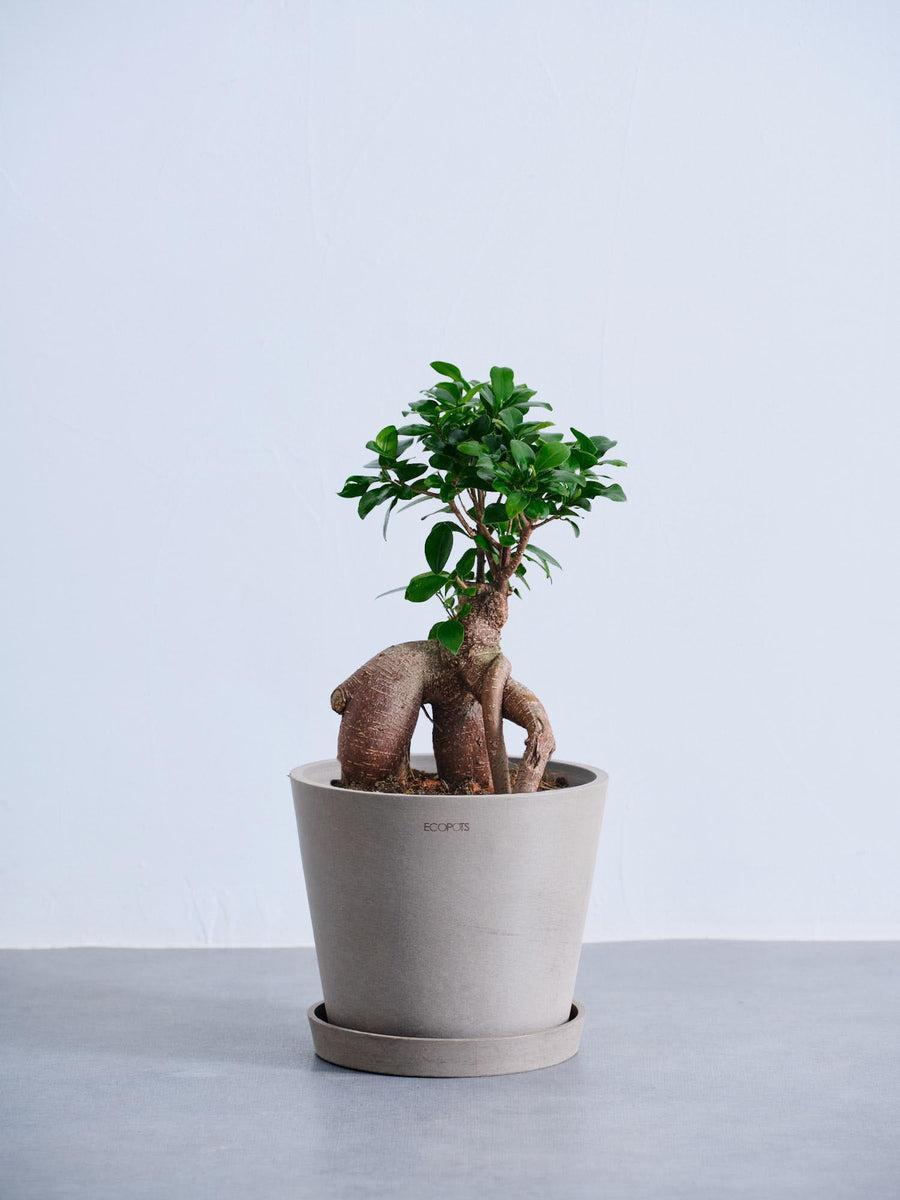 ガジュマル 6号 | 観葉植物の通販 AND PLANTS (アンドプランツ)