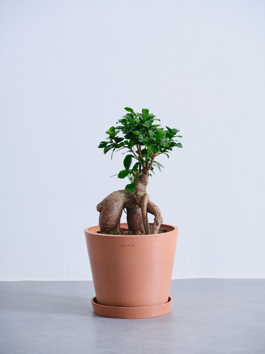ガジュマル 6号 | 観葉植物の通販 AND PLANTS (アンドプランツ)