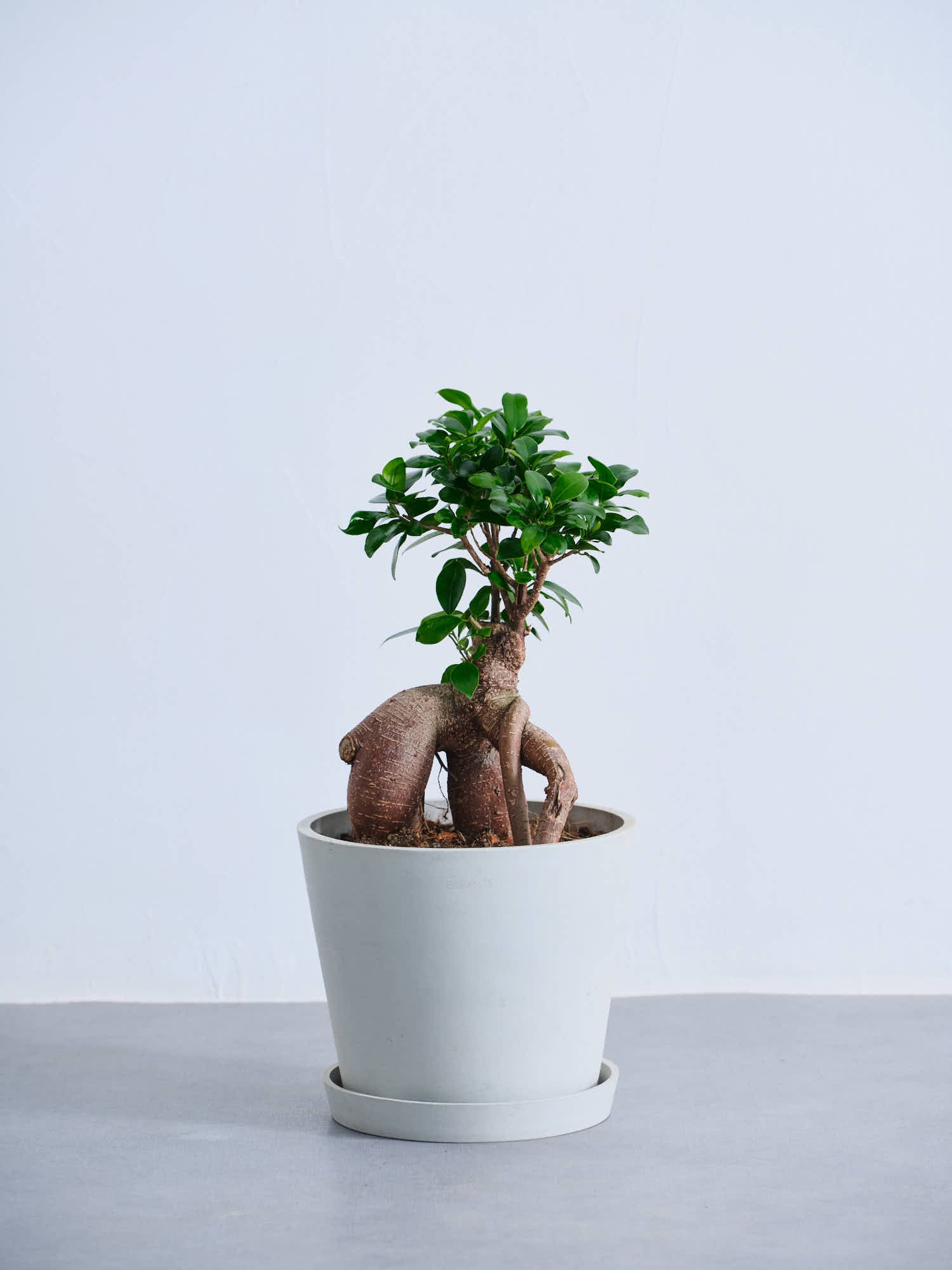 ガジュマル S | 観葉植物の通販 AND PLANTS (アンドプランツ)