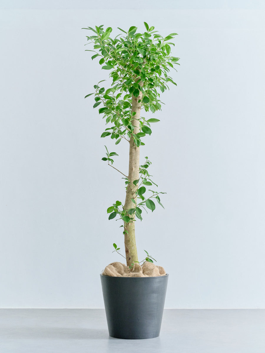 ガジュマル 大型 | 観葉植物の通販 AND PLANTS (アンドプランツ)