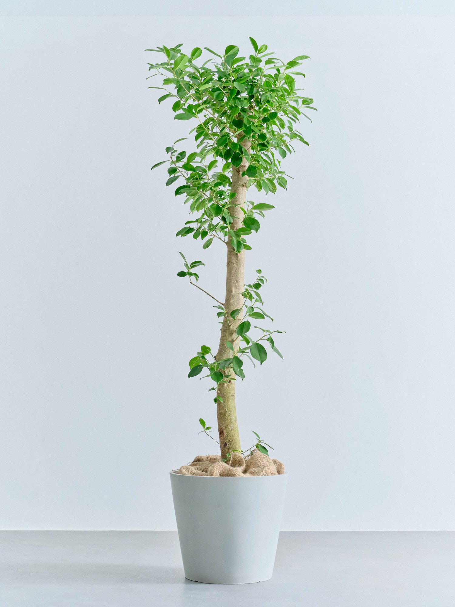 YTガジュマル ガジュマル XL【全国発送可能】(バナナリーフバスケット ナチュラル