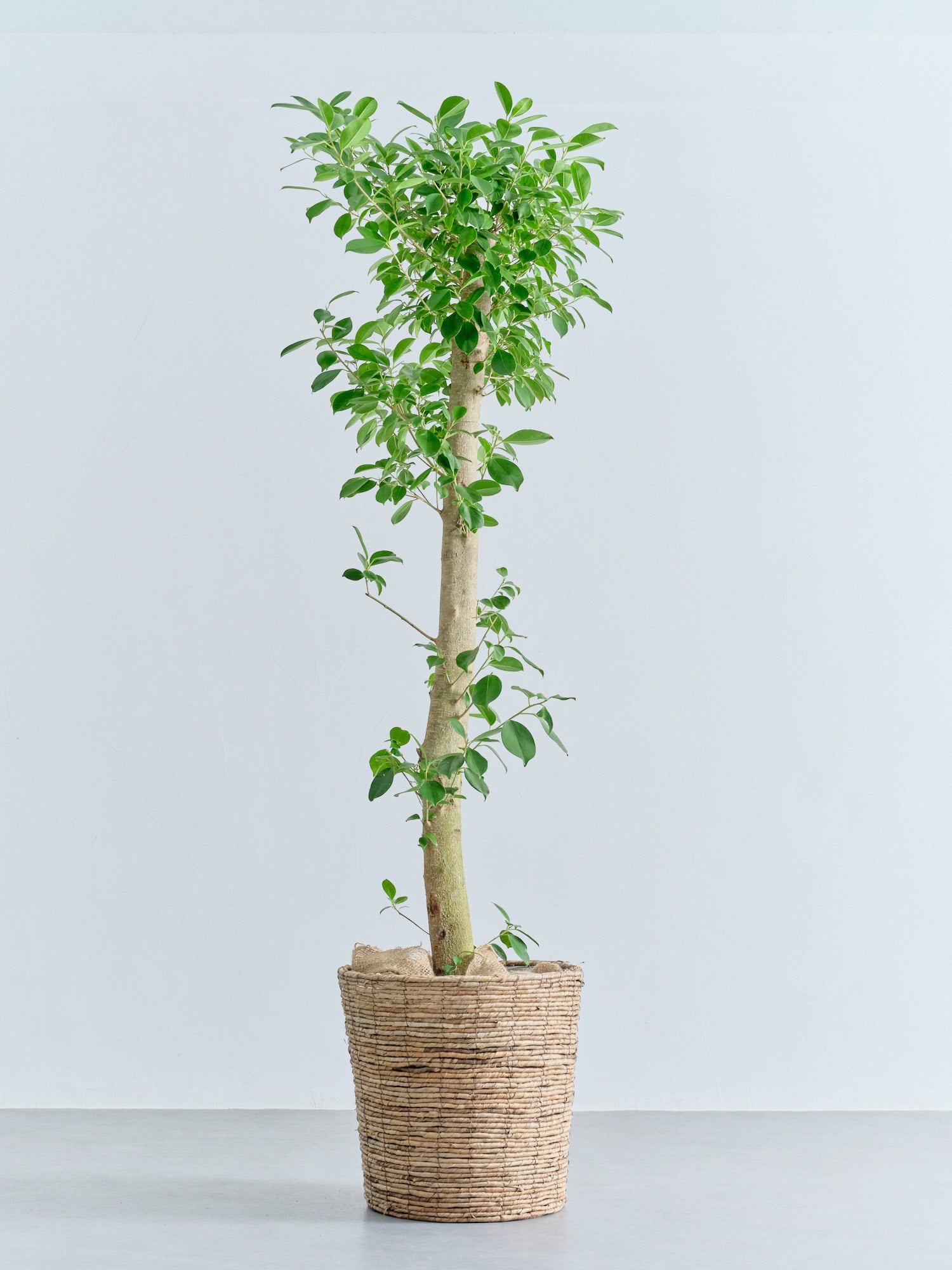 ガジュマル XL【全国発送可能】(バナナリーフバスケット ブラウン)