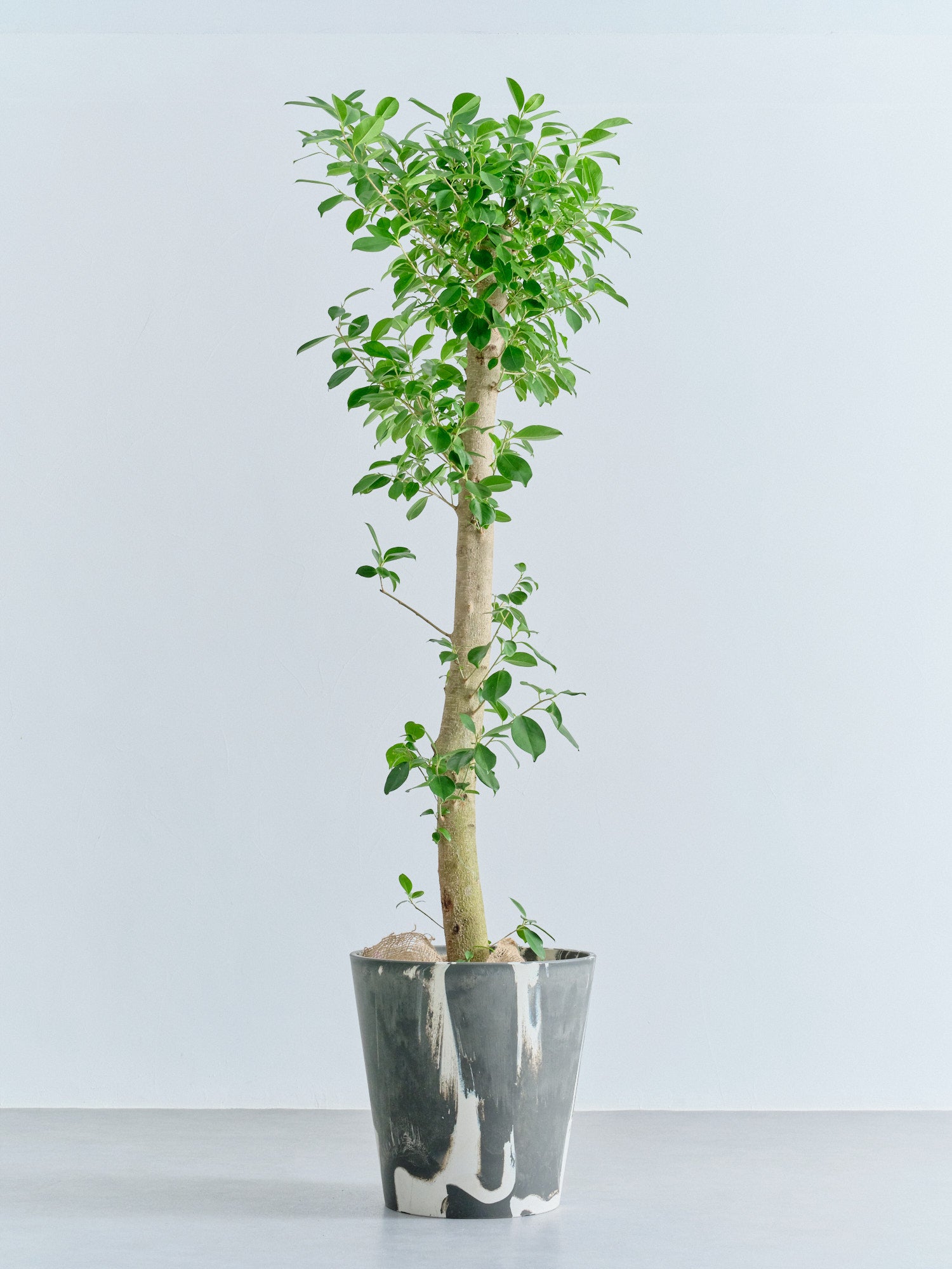 ガジュマル XL【全国発送可能】(樹脂ポット ブラックマーブル)