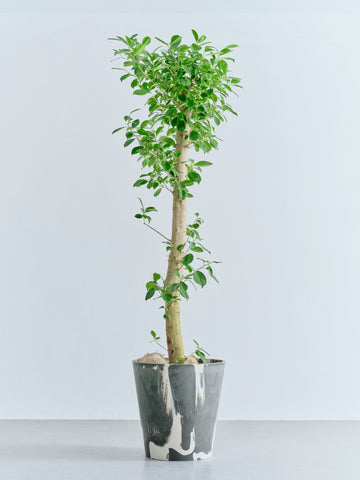 ガジュマル XL【首都圏限定】(樹脂ポット ブラックマーブル)