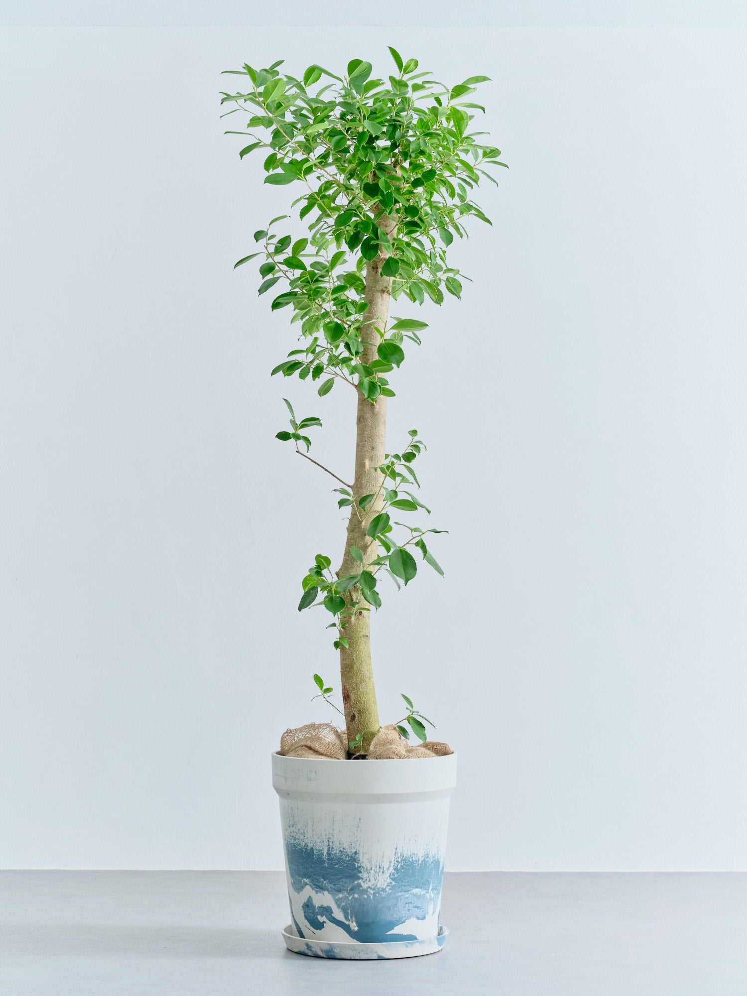 ガジュマル XL【首都圏限定】(アーバンプランツポット マーブルミルク)